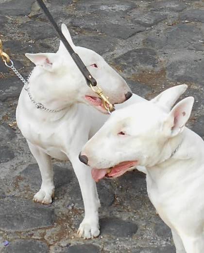 Zoom sur les bull-terriers - MON PETIT JOURNAL