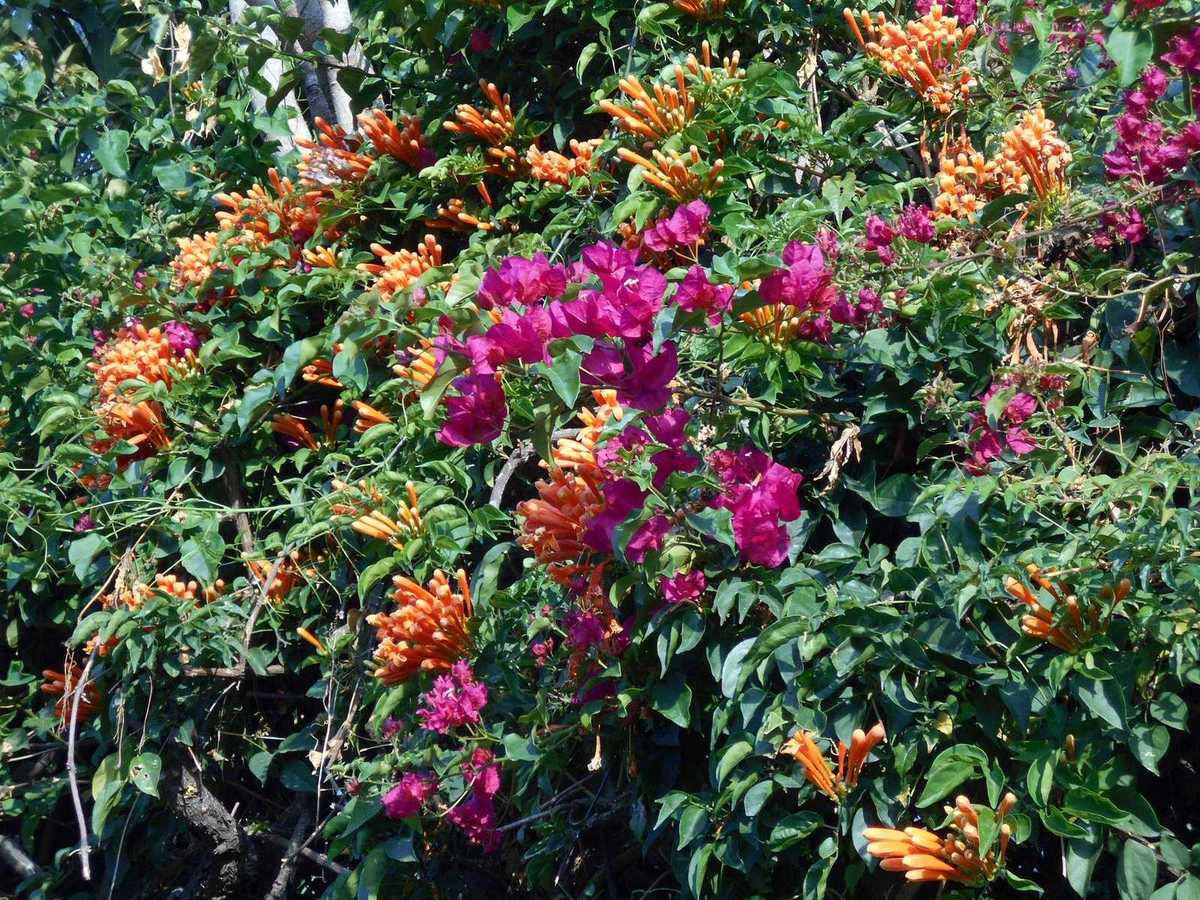 Fleurs de Cuernavaca :  la continuation d'un éternel printemps
