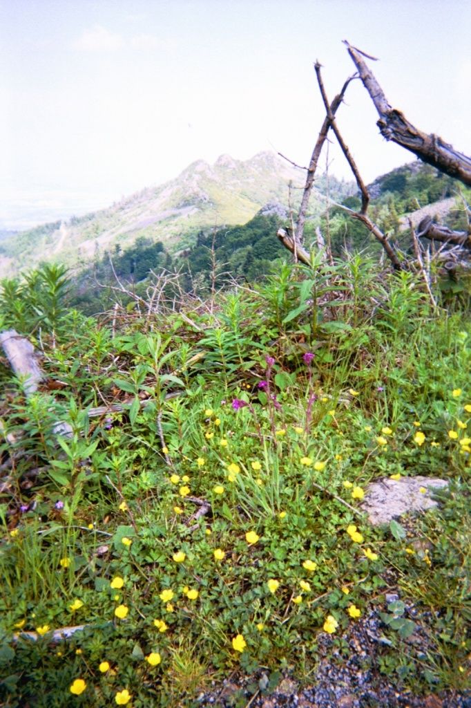 Les fêtes du printemps : histoire traditions et actualités ! Histoire des mentalités