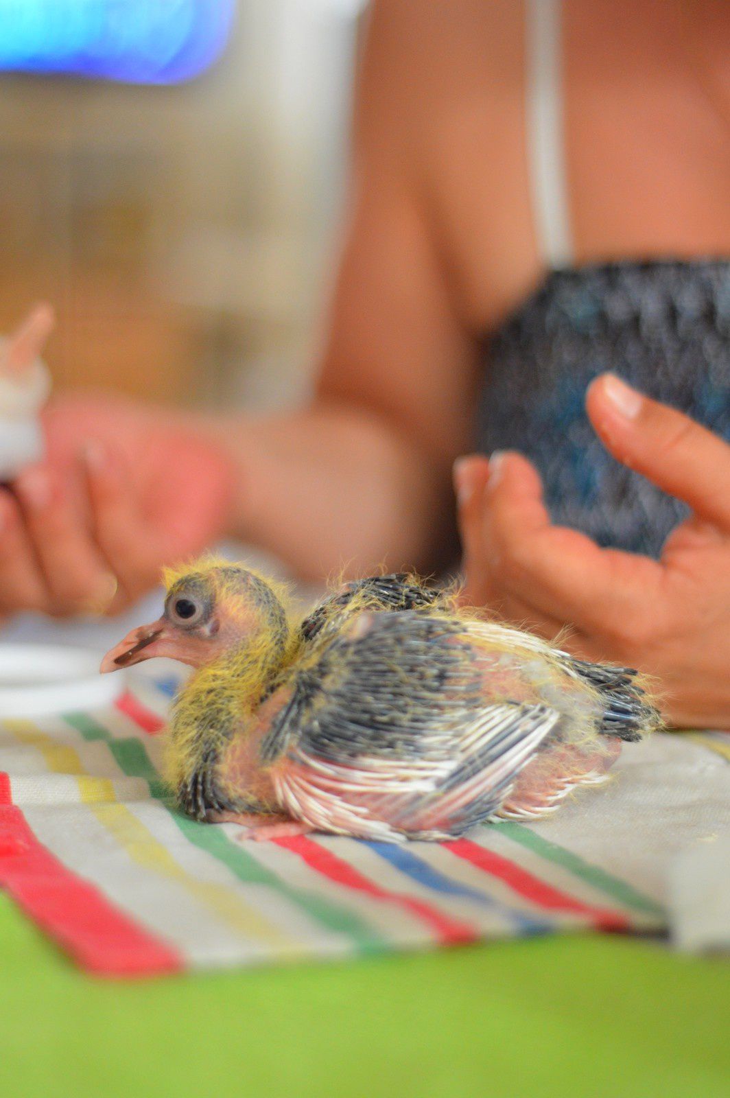 Adoptons un bébé pigeon Ramier