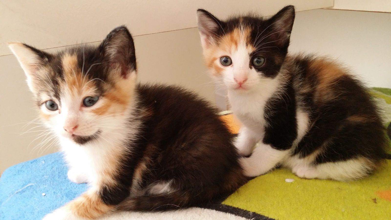 Deux chatons femelles de deux mois à l'adoption -> il en reste une -  Association Cha'mania