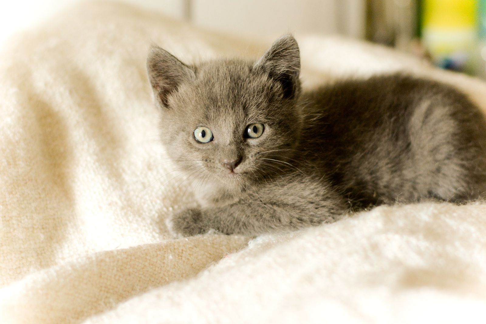 Janna Chaton Femelle Type Chartreux A Adopter Adoptee Le Blog De Cha Mania
