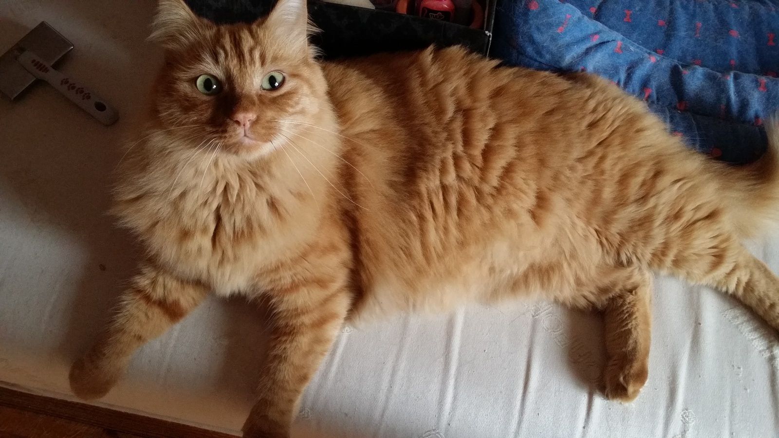 Arthur, chat mâle roux à poils mi longs, à l'adoption -> adopté -  Association Cha'mania