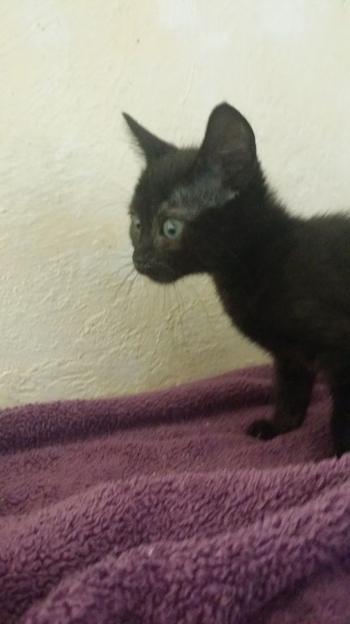 Mascara Chaton Femelle Noire A L Adoption Adoptee Le Blog De Cha Mania
