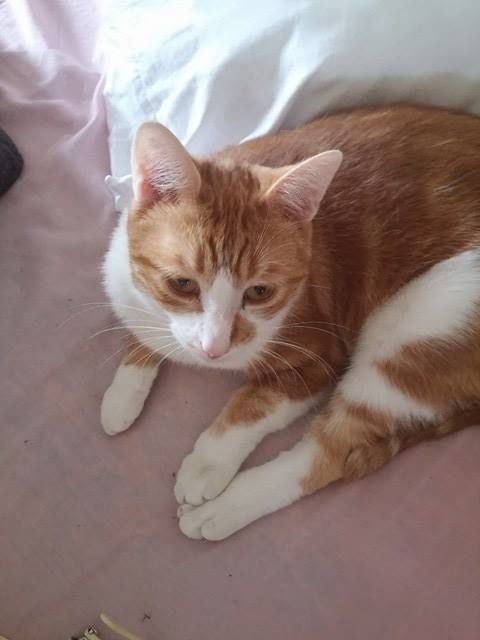 Loustik Jeune Chat Male Roux Et Blanc A L Adoption Adopte Le Blog De Cha Mania