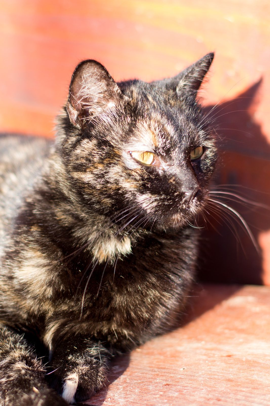 J’aime la chatte noire