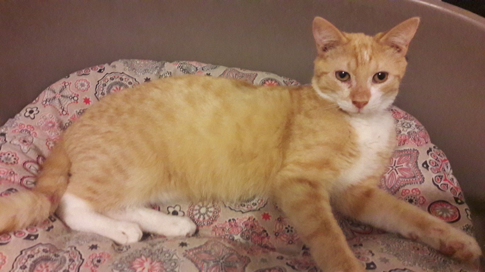 Miro Jeune Chat Male Roux Et Blanc De 6 7 Mois A L Adoption Adopte Le Blog De Cha Mania Miro Jeune Chat Male Roux Et Blanc De 6 7 Mois A L Adoption Adopte Le Blog De Cha Mania