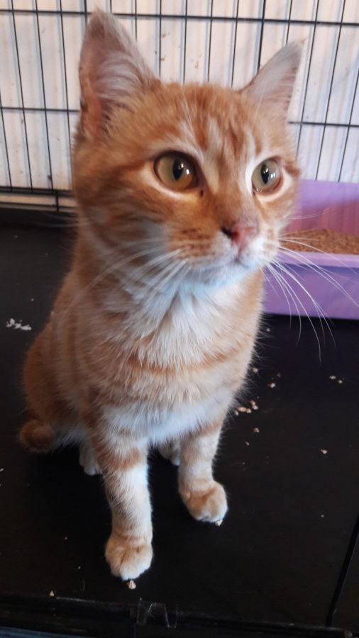 Nemo Chat Male Roux De 5 6 Mois A L Adoption Adopte Le Blog De Cha Mania