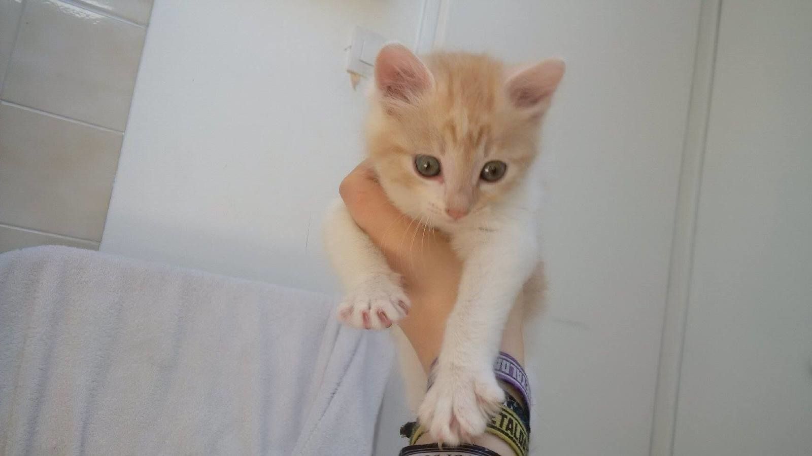 Neos Chaton Male Beige Et Blanc A L Adoption Adopte Le Blog De Cha Mania Neos Chaton Male Beige Et Blanc A L Adoption Adopte Le Blog De Cha Mania