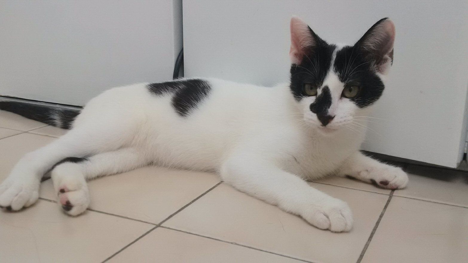 Nag Chaton Male Noir Et Blanc De 5 Mois A L Adoption Adopte Le Blog De Cha Mania Nag Chaton Male Noir Et Blanc De 5 Mois A L Adoption Adopte Le Blog De Cha Mania