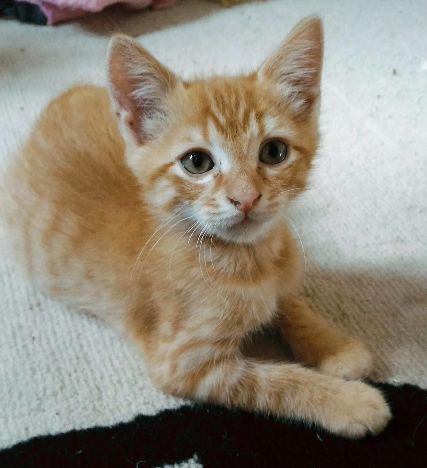 Noisette Chaton Male Roux De 2 Mois A L Adoption Adopte Le Blog De Cha Mania Noisette Chaton Male Roux De 2 Mois A L Adoption Adopte Le Blog De Cha Mania