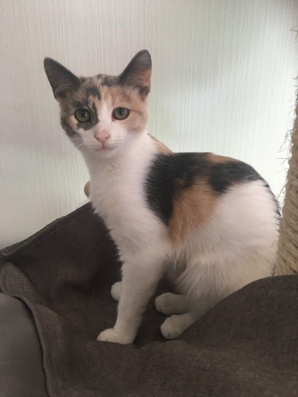 Felicie Chaton Femelle Type Isabelle De 4 Mois A L Adoption Adoptee Le Blog De Cha Mania
