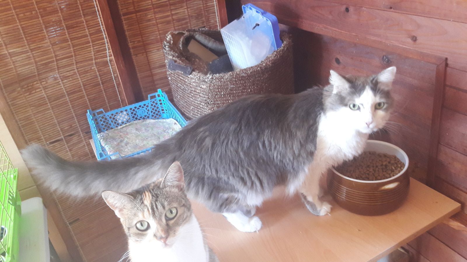Tigris Chat Male Gris Et Blanc A Poils Mi Longs De 13 A L Adoption Adopte Le Blog De Cha Mania Tigris Chat Male Gris Et Blanc A Poils Mi Longs De 13 A L Adoption Adopte Le Blog De Cha Mania