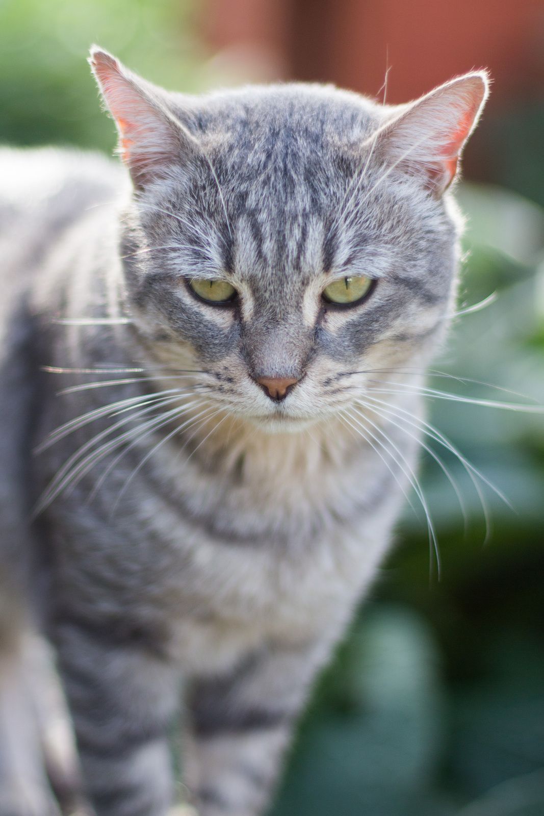 Chaton Gris Et Tigre Yuriga
