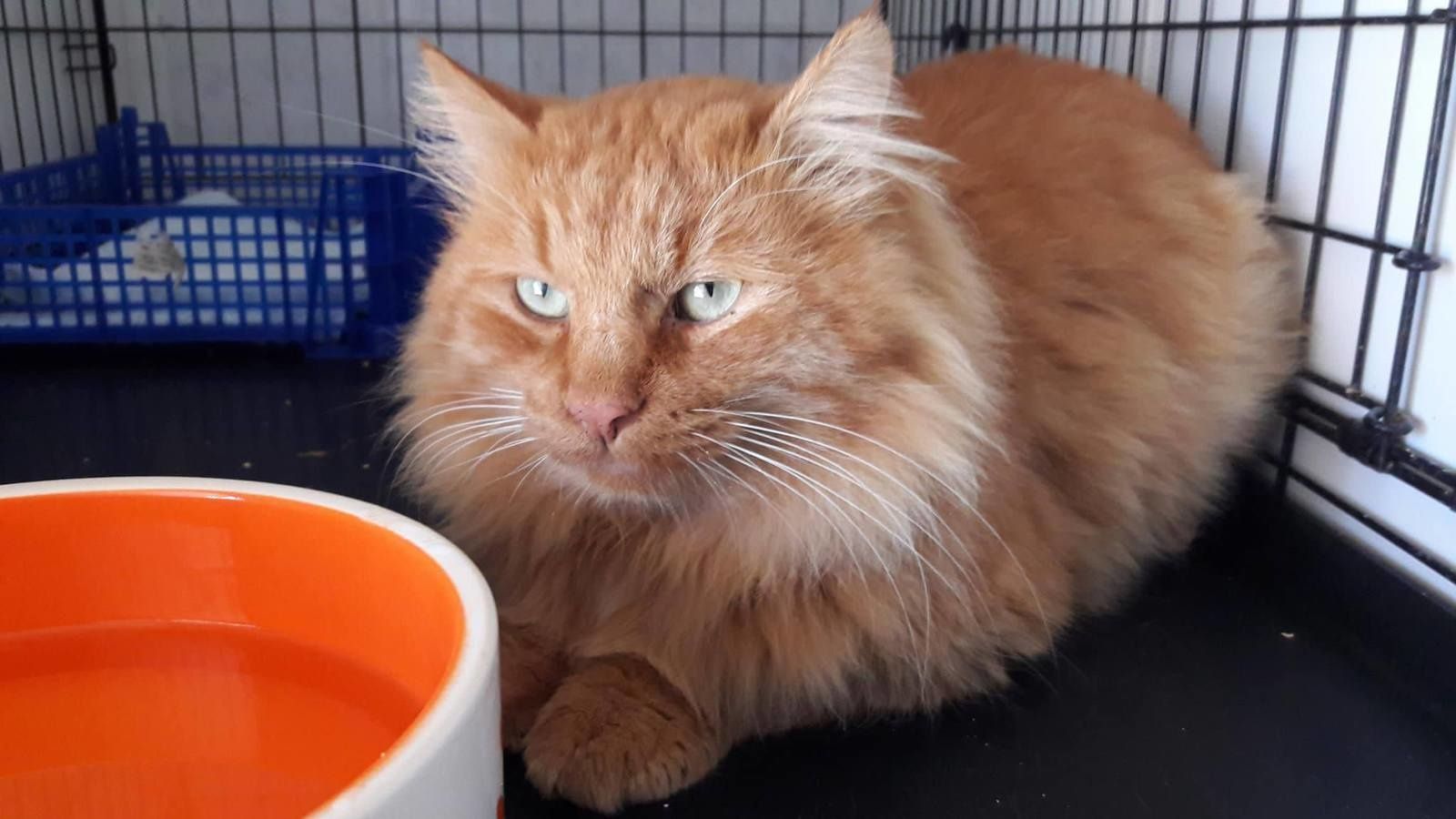 Karamel Chat Male Roux A Poils Mi Longs De 4 Ans A L Adoption Adopte Le Blog De Cha Mania