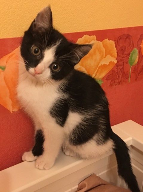 Adopter un chat de 3 mois
