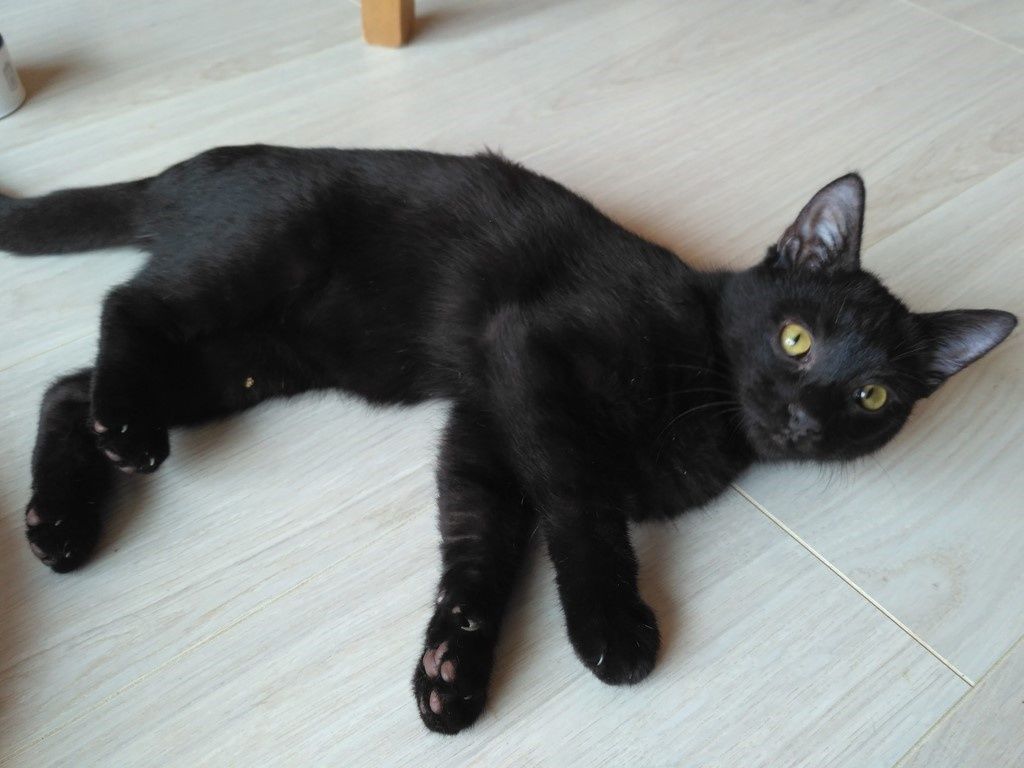 Norma Jeune Chat Femelle Noire De 17 A L Adoption Adoptee Le Blog De Cha Mania Norma Jeune Chat Femelle Noire De 17 A L Adoption Adoptee Le Blog De Cha Mania