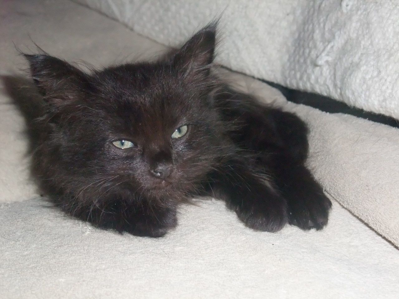 Chats Adoptes Le Blog De Cha Mania