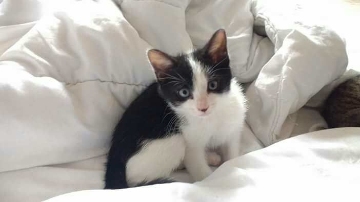 Batman Chaton Male Noir Et Blanc De 2 Mois A L Adoption Adopte Le Blog De Cha Mania