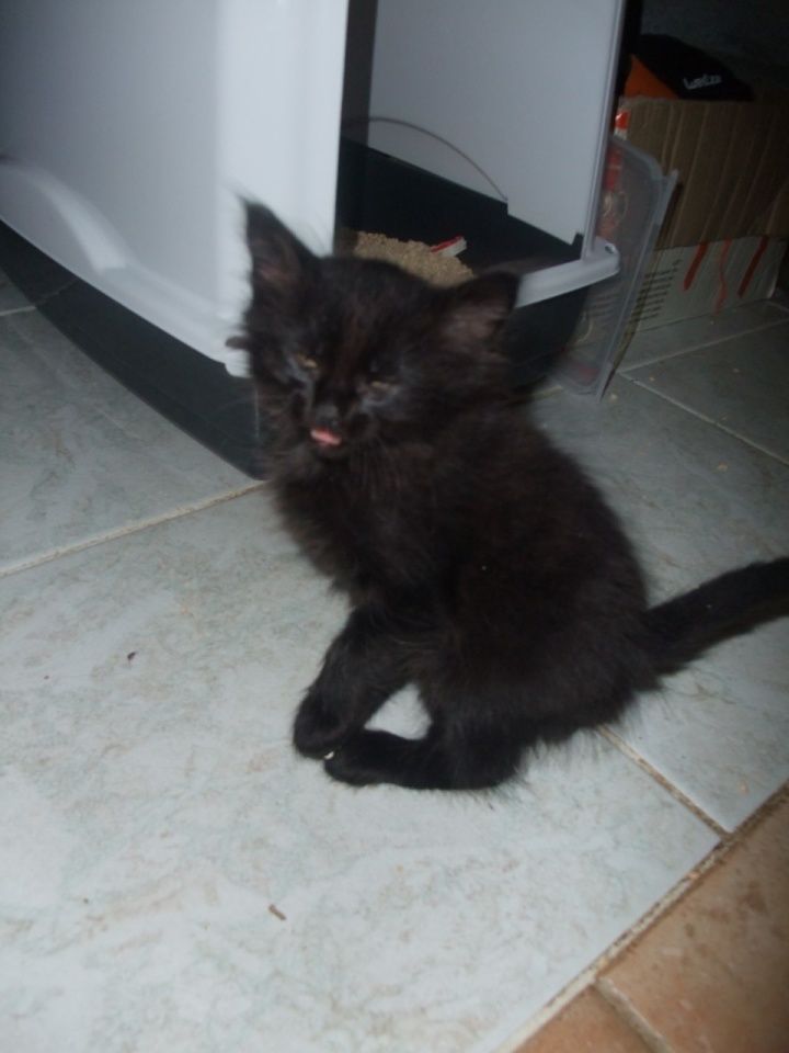 Le Blog De Cha Mania