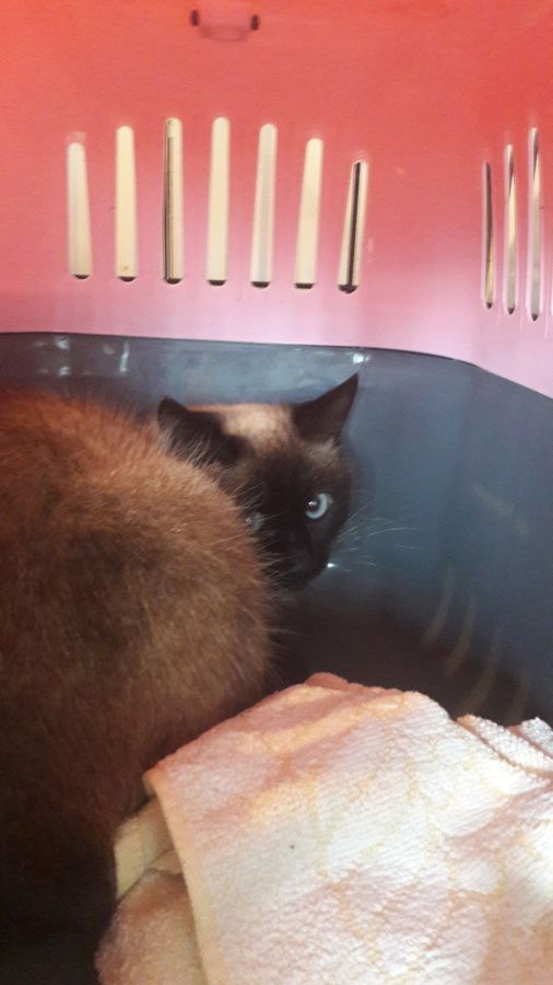 Chats site de rencontre