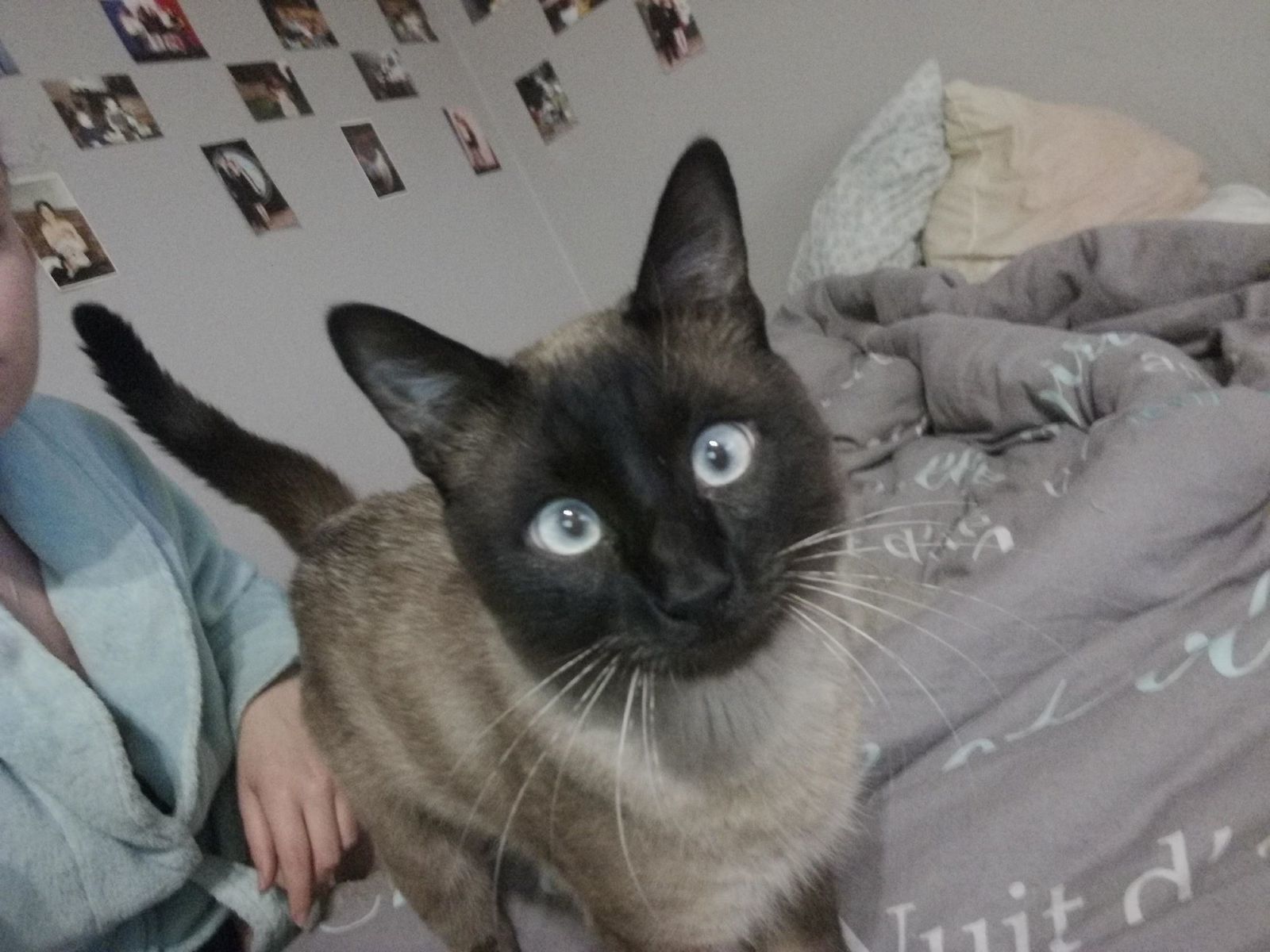 Orion Chat Male Type Siamois De 17 A L Adoption Adopte Le Blog De Cha Mania