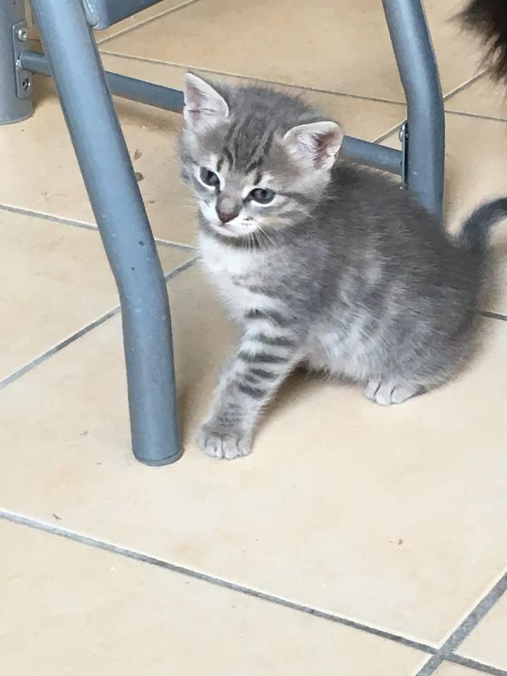 Obaly Chaton Male Tigre Gris A L Adoption Adopte Le Blog De Cha Mania Obaly Chaton Male Tigre Gris A L Adoption Adopte Le Blog De Cha Mania