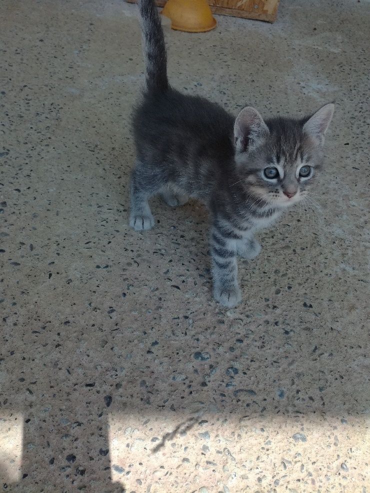 Olaf Chat Male Tigre Gris A L Adoption Adopte Le Blog De Cha Mania Olaf Chat Male Tigre Gris A L Adoption Adopte Le Blog De Cha Mania