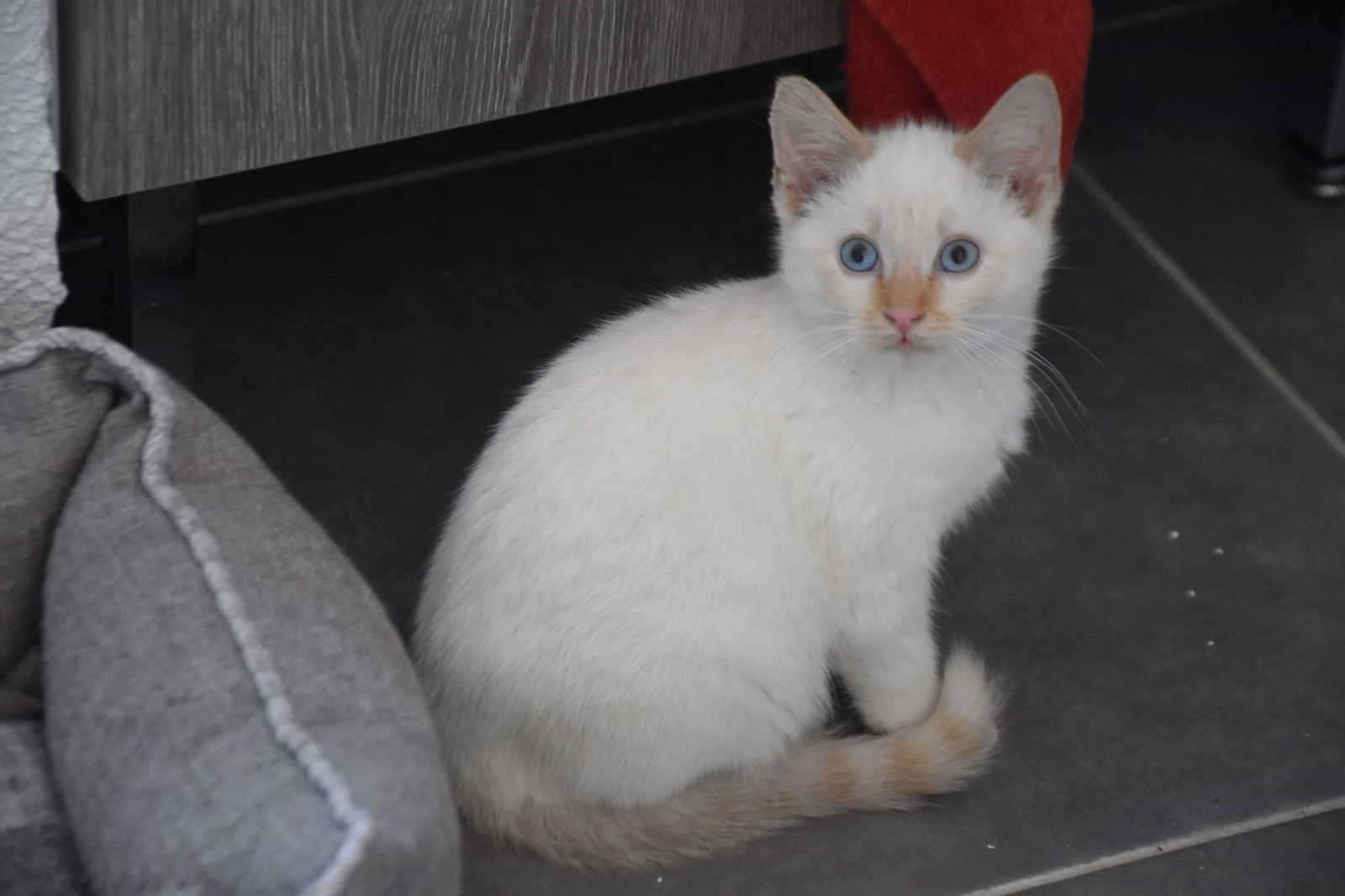 Ossuki Chaton Male Type Red Point A L Adoption Adopte Le Blog De Cha Mania Ossuki Chaton Male Type Red Point A L Adoption Adopte Le Blog De Cha Mania