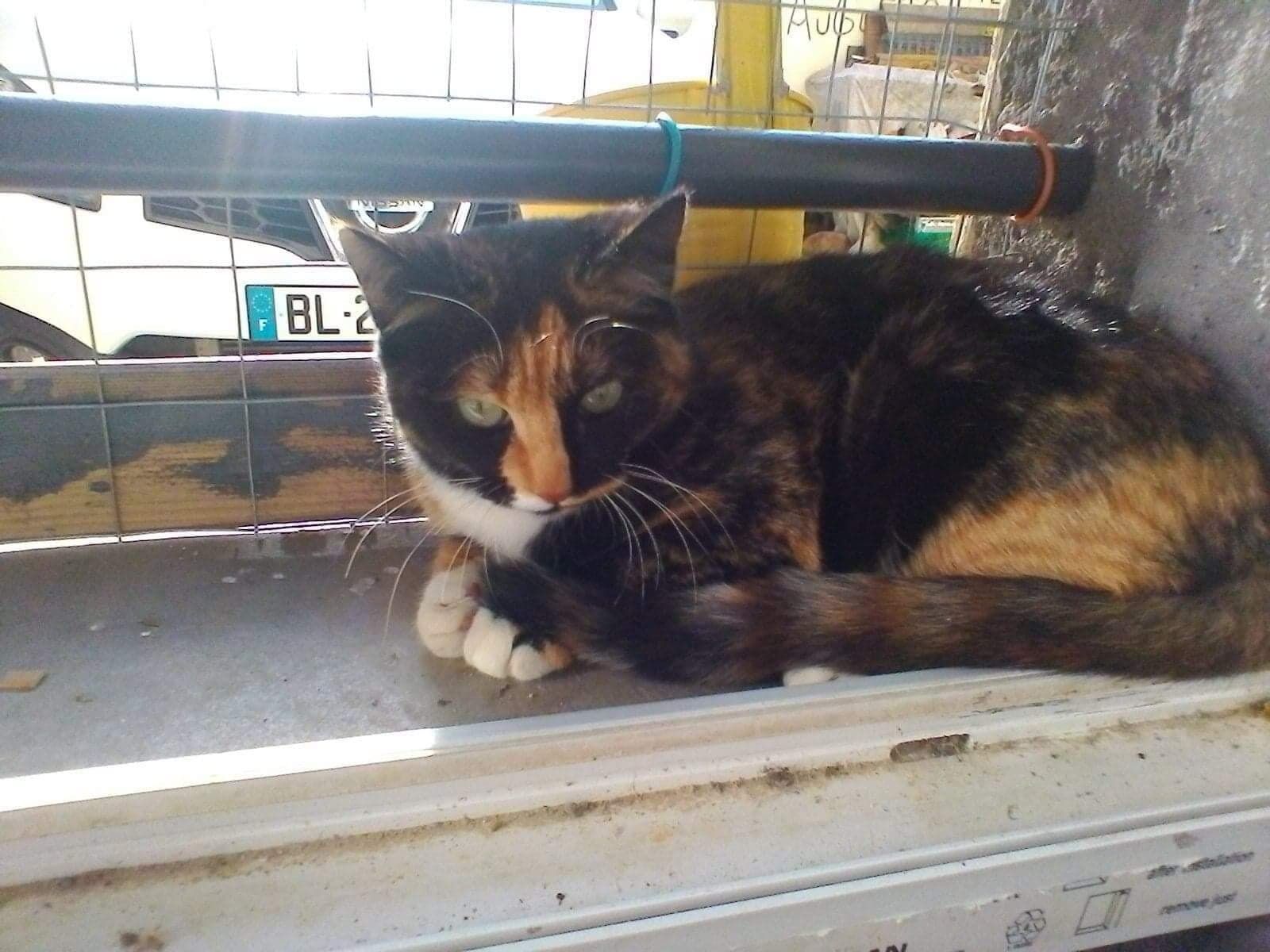 O Becka Chat Femelle Type Ecaille De Tortue De 18 A L Adoption Adoptee Le Blog De Cha Mania O Becka Chat Femelle Type Ecaille De Tortue De 18 A L Adoption Adoptee Le Blog De Cha Mania