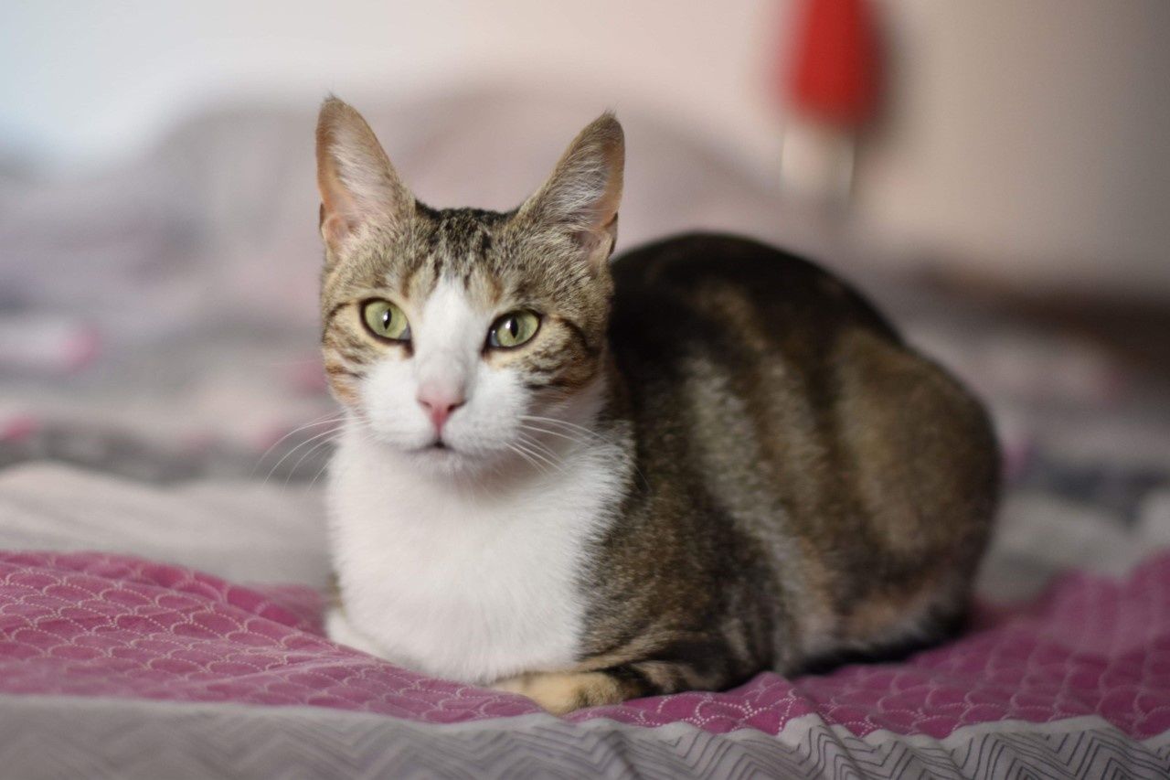 O Nala Chat Femelle Blanche Et Tigree De 17 A L Adoption Adoptee Le Blog De Cha Mania O Nala Chat Femelle Blanche Et Tigree De 17 A L Adoption Adoptee Le Blog De Cha Mania