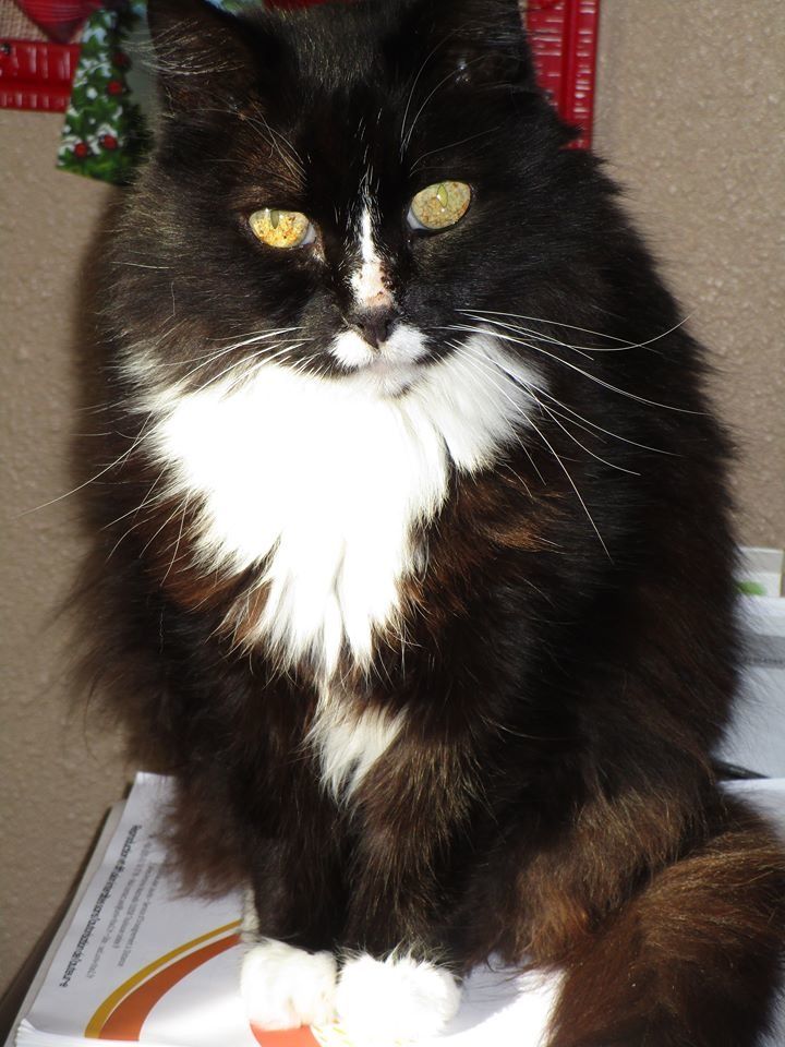Billy Chat Male Noir Et Blanc A Poils Mi Longs De 16 Ans A La Recherche D Un Panier Retraite Adopte Le Blog De Cha Mania Billy Chat Male Noir Et Blanc A Poils Mi Longs De 16 Ans A La Recherche D Un Panier Retraite Adopte Le Blog De Cha Mania