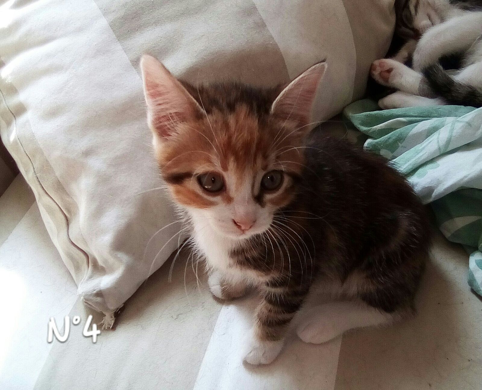 Petale Chaton Femelle Tricolore Tigree De 2 3 Mois A L Adoption Adoptee Le Blog De Cha Mania