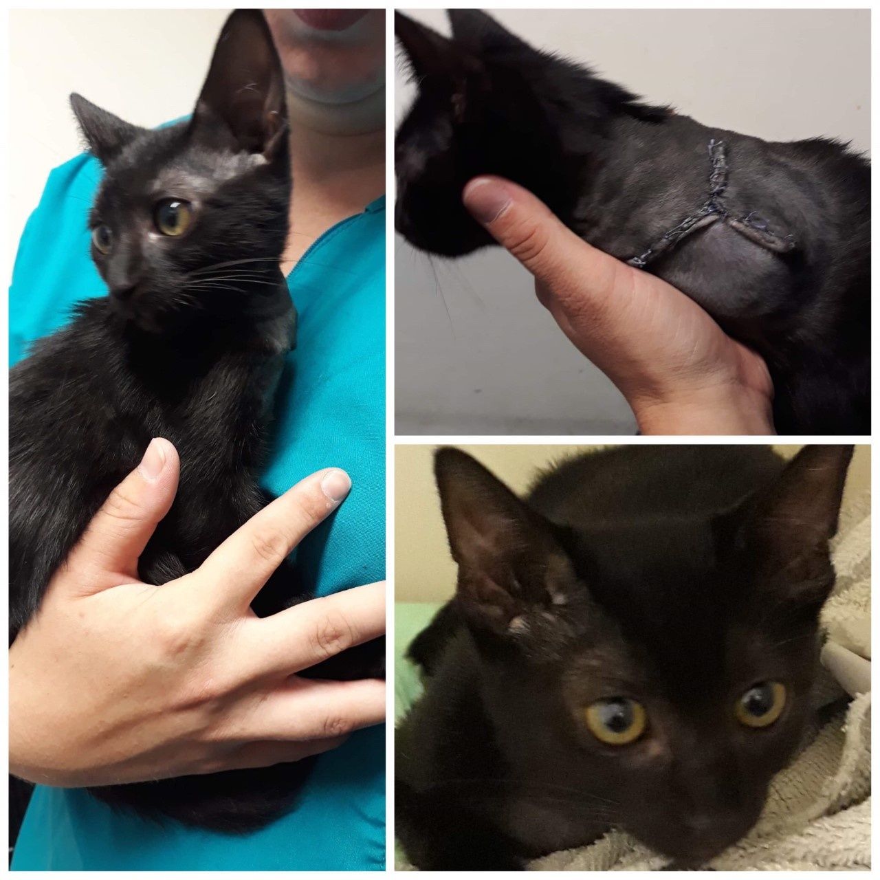 Quacao Chaton Male Noir Handicape De 2 3 Mois A L Adoption Adopte Le Blog De Cha Mania