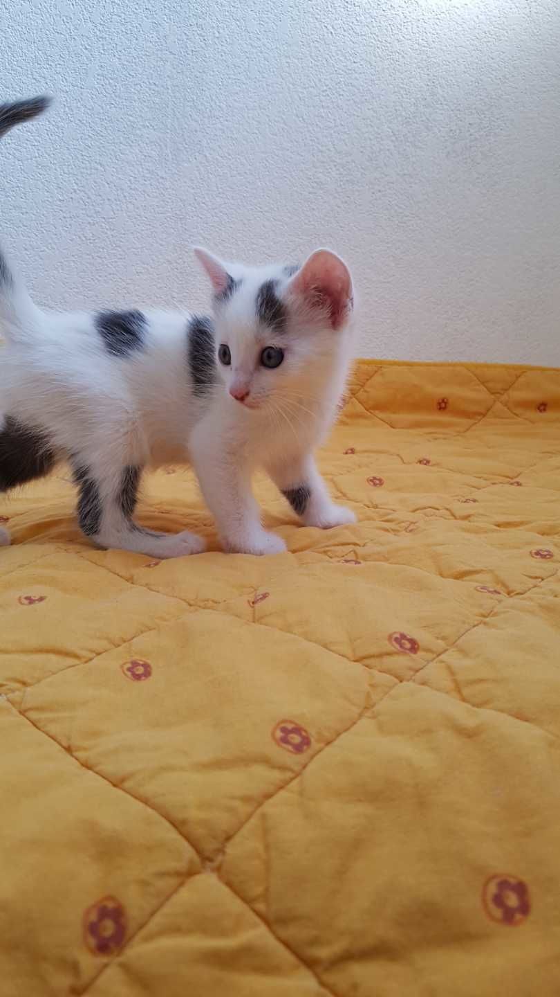 Quito Chaton Male Blanc Et Noir De 2 3 Mois A L Adoption Adopte Le Blog De Cha Mania Quito Chaton Male Blanc Et Noir De 2 3 Mois A L Adoption Adopte Le Blog De Cha Mania