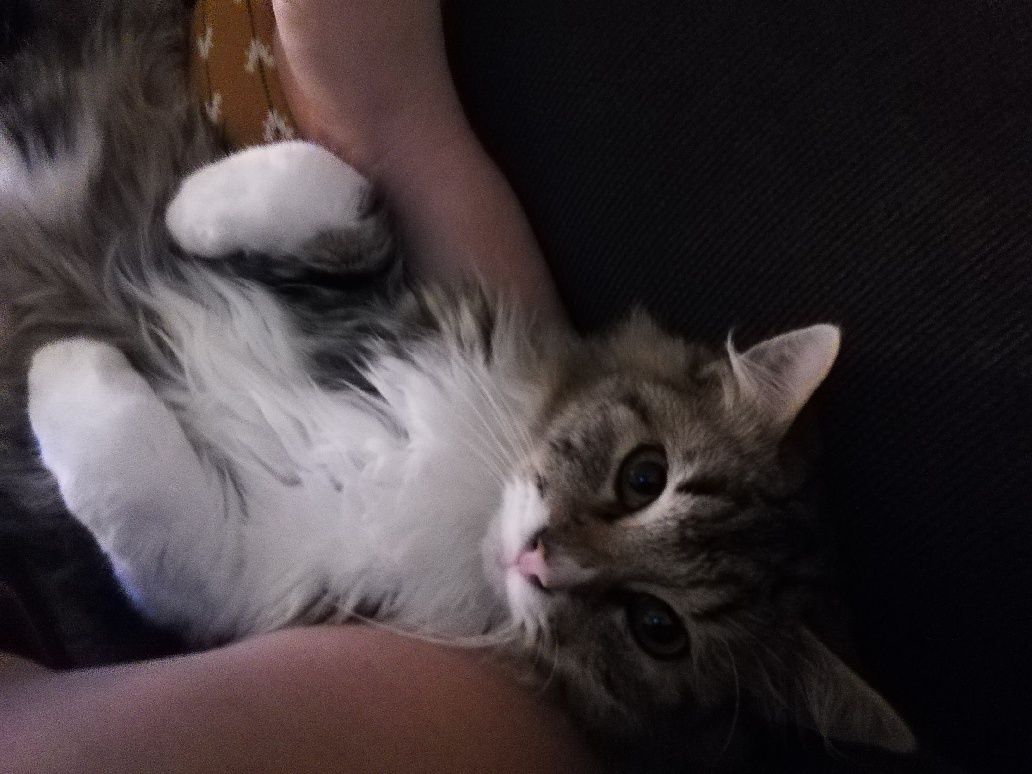 Pio Chat Male Tigre Et Blanc De 7 Mois A L Adoption Adopte Le Blog De Cha Mania Pio Chat Male Tigre Et Blanc De 7 Mois A L Adoption Adopte Le Blog De Cha Mania