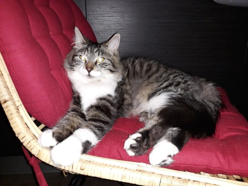 Picky Chat Femelle Tigre Et Blanc De 7 Mois A L Adoption Adoptee Le Blog De Cha Mania