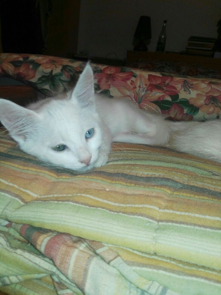 Rshyne Chaton Male Blanc De 2 3 Mois Aux Yeux Vairons A L Adoption Adopte Le Blog De Cha Mania Rshyne Chaton Male Blanc De 2 3 Mois Aux Yeux Vairons A L Adoption Adopte Le Blog De Cha Mania