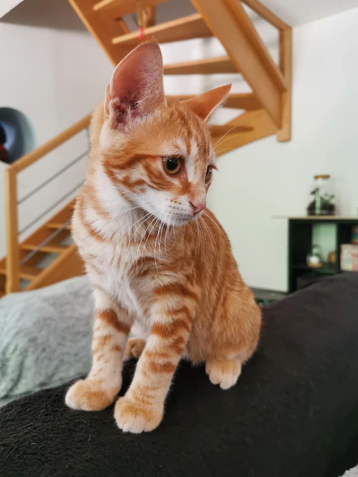 Rim Chaton Male Roux De 3 4 Mois A L Adoption Adopte Le Blog De Cha Mania