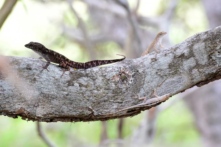 lézards anoles bruns (source : article original)