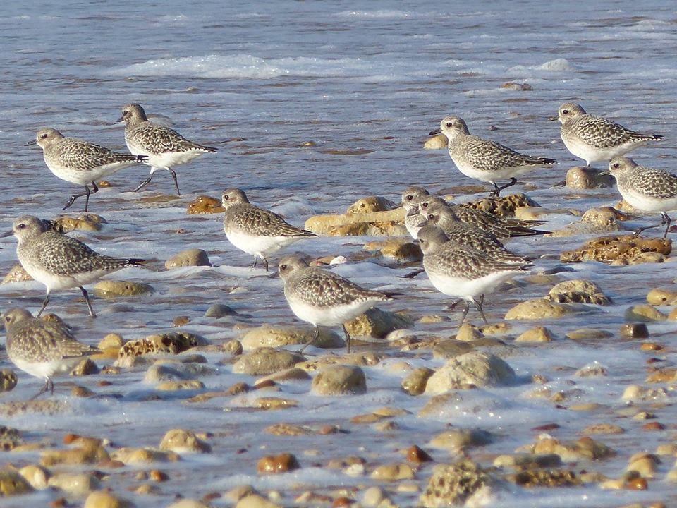 Aimé détesté Janvier 2019