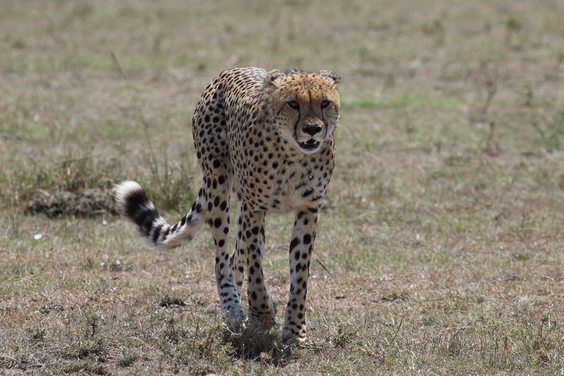 Vies sauvages au Masai Mara !
