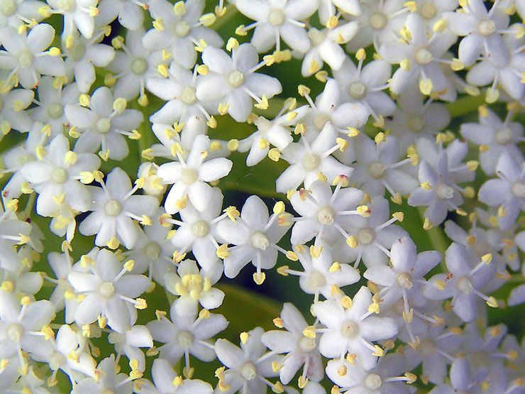 photo de fleurs de sureau noir