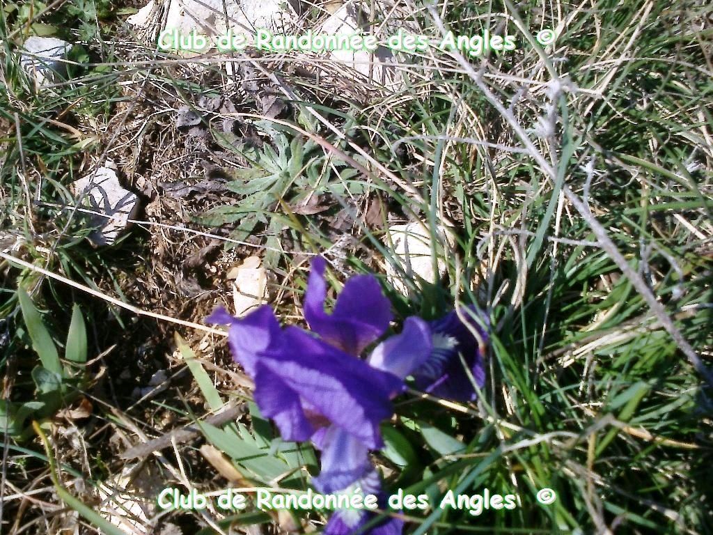 09 MARS : SAINT HILAIRE D’OZILHAN (30)