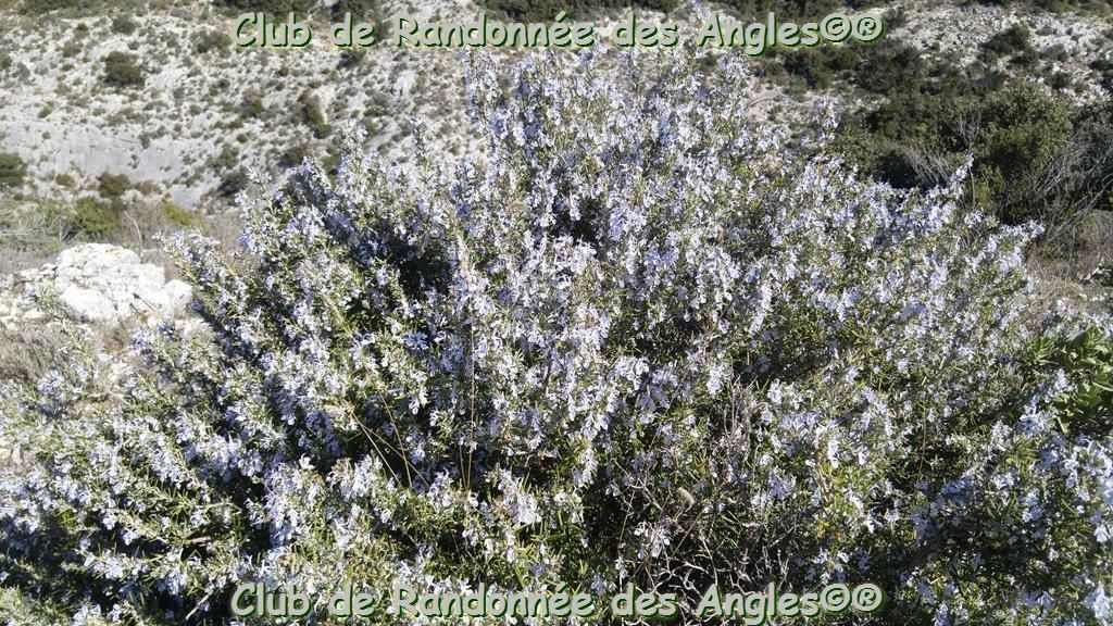 ....................................Le rocher de Baude, Castelas et Fourcats (84).