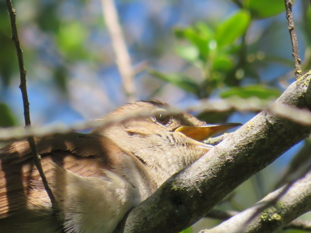 ...............................SÉJOUR à ROSES 12-18 Mai 2019