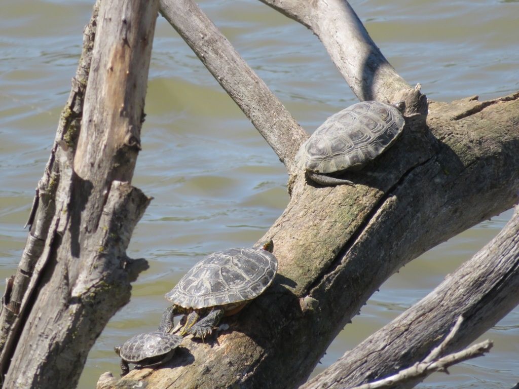...............................SÉJOUR à ROSES 12-18 Mai 2019