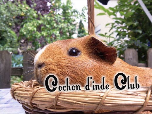 Traitement De La Teigne Du Cochon D Inde Cochon D Inde Club