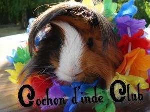 La Teigne Du Cochon D Inde Cochon D Inde Club