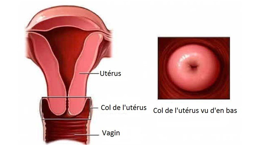 consistance du col si je suis enceinte. - My Sweet little baby et autres  lubies...